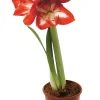 Discount Amaryllis 12 cm