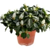Discount Azalea 12 cm