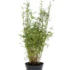 Outlet Bambus 'Rufa/Simba' 23 cm