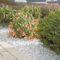Discount Safestone by ZURFACE Dekorstein 25 kg - Hvit granitt - Safestone
