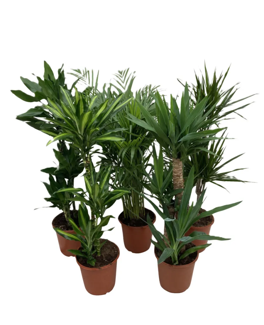 Outlet Grønne planter miks Ø24 x 110–130 cm
