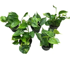 Outlet Gullranke Epiprenum Philodendron
