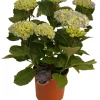 Best Hortensia 21 cm potte