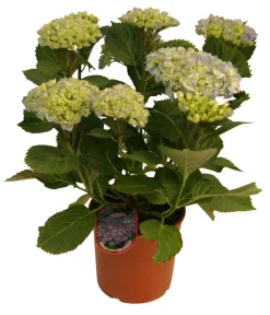 Best Hortensia 21 cm potte