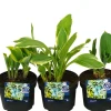 Clearance Hosta mix 13 cm potte