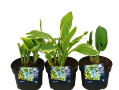 Clearance Hosta mix 13 cm potte