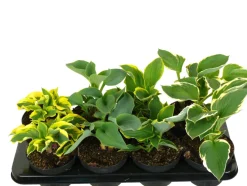 Clearance Hosta mix 13 cm potte