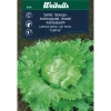Hot Weibulls Isbergsalat 'Calmar'