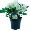 Best Julerose - hvit