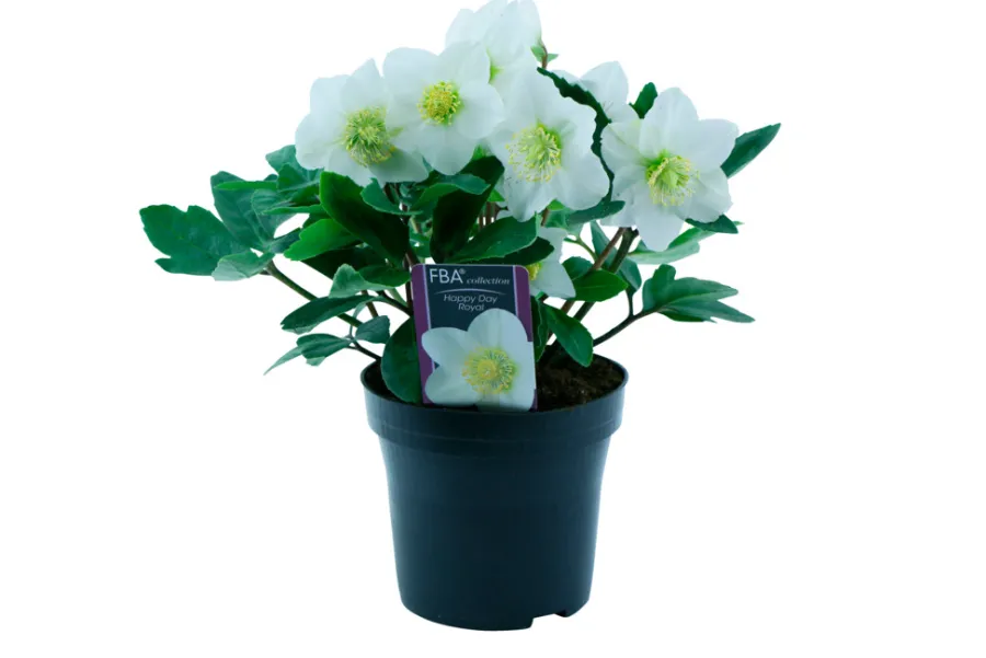 Best Julerose - hvit