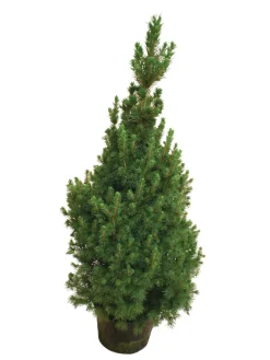 Discount Kjeglegran - 70-75 cm