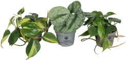 Online Philodendron Scandens mix i 10,5 cm potte
