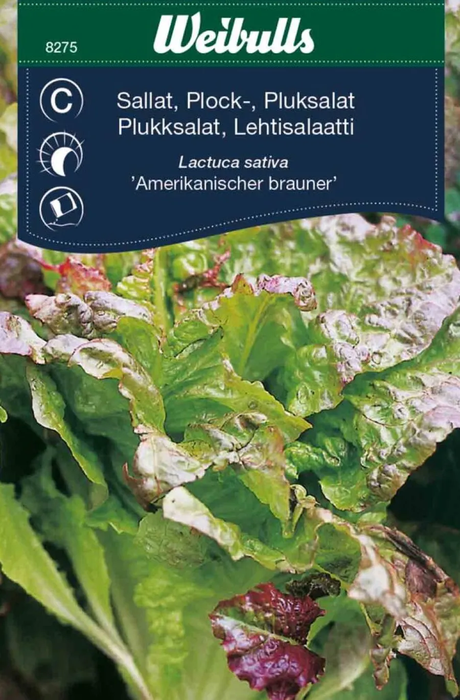Online Weibulls Plukksalat - 'Amerikanischer Brauner'