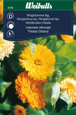 New Weibulls Ringblomst lav 'Fiesta Gitana' Oransjegul