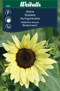 Discount Weibulls Solsikke 'Buttercream'