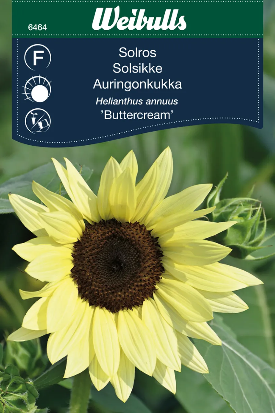 Discount Weibulls Solsikke 'Buttercream'