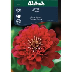 Outlet Weibulls Zinnia Elegans 'Scarlet Flame'